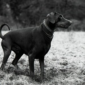 comp img007 bearbeitet

Nikon F3 mit Nikon Ai 50 1.4 auf TMax 400