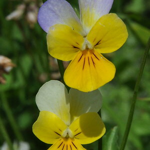 Echtes Stiefmütterchen