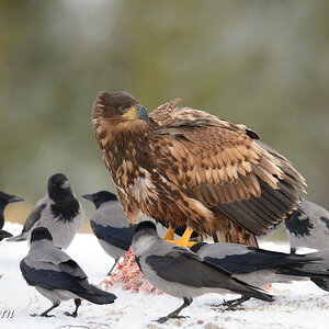 Seeadler 036