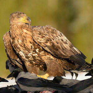 Seeadler 037