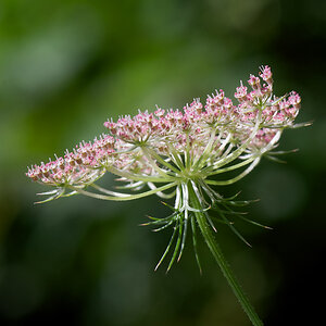 403wiesenblumen