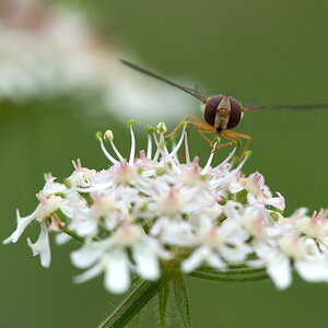 3391024schwebfliege