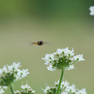 3761024schwebfliege