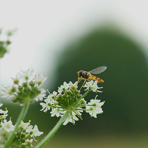 3861024schwebfliege