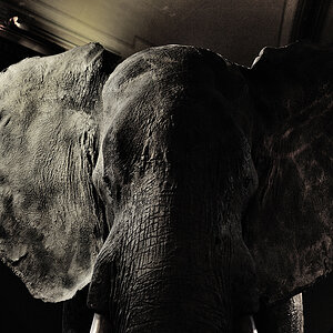 Elefant
