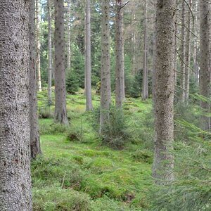 Achtermann Wald