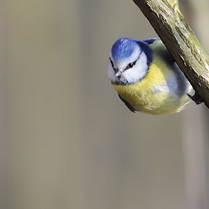 Blaumeise 01 2013