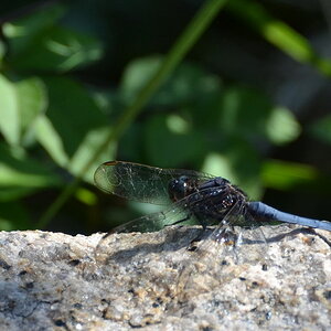 Blaue Libelle a