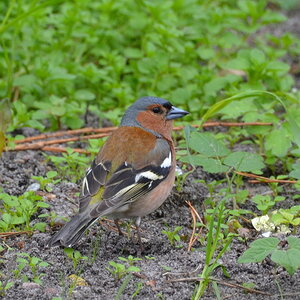 Buchfinkenhahn