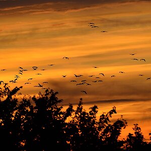 Sonnenuntergang Kraniche