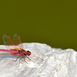 Feuerlibelle