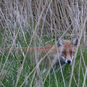 Fuchs im Schilf
