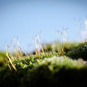 Tamron 60DSC 5962