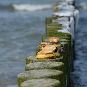 DSC 5300 Strandgut 27 3 13