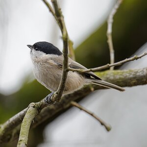 20130217 2927 [NIKON D4] 600 mm,1 125 Sek. bei ƒ   5,0