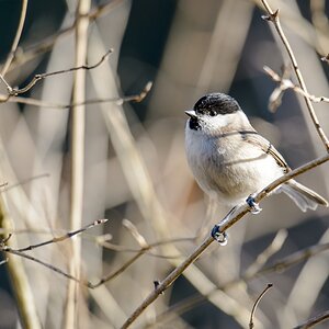 20130210 2797 [NIKON D4] 600 mm,1 125 Sek. bei ƒ   5,0