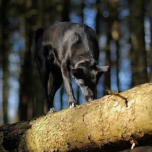 comp DSC 4468 bearbeitet