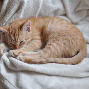 cb 110901 0003 cat nff