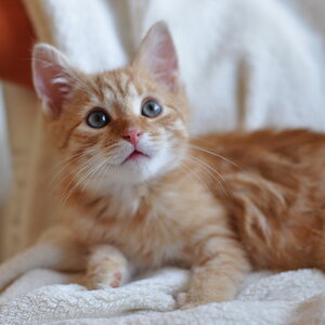 cb 110901 0006 cat nff