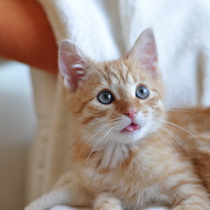 cb 110901 0007 cat nff