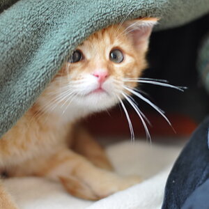 cb 110901 0008 cat nff
