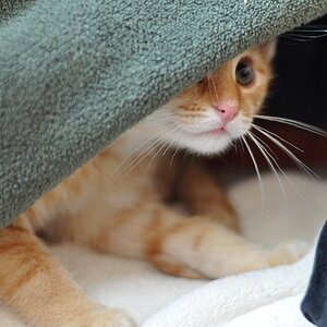 cb 110901 0009 cat nff