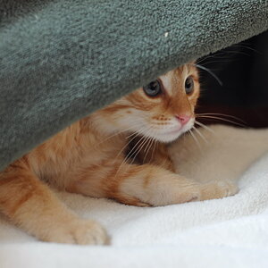 cb 110901 0011 cat nff
