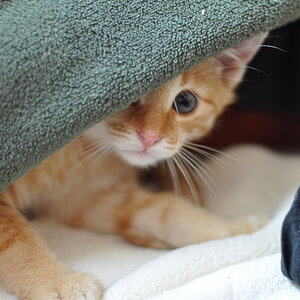 cb 110901 0021 cat nff