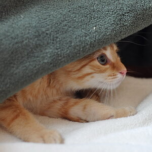 cb 110901 0023 cat nff