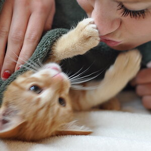 cb 110901 0026 cat nff