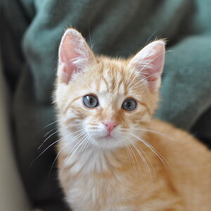 cb 110901 0028 cat nff