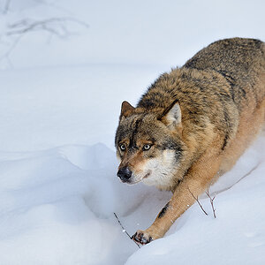 20130222 0041 1000Px