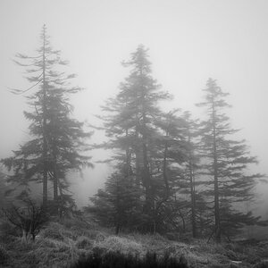 Harznebel