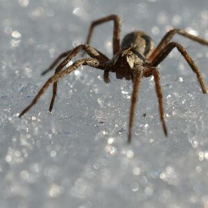 Spinne im Schnee