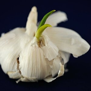 Knoblauch