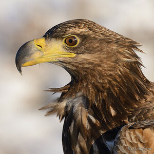 Seeadler 038