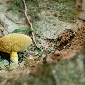 Pilz