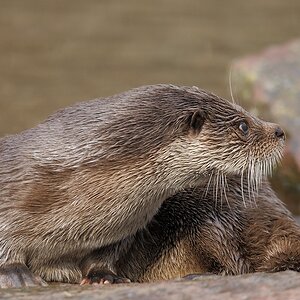 Fischotter
Tiergarten Nürnberg