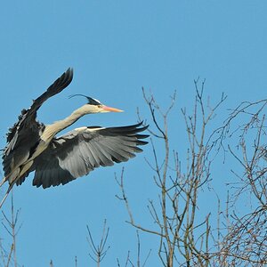 Reiher 2013.03.27 3
