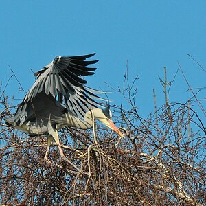 Reiher 2013.03.27 6