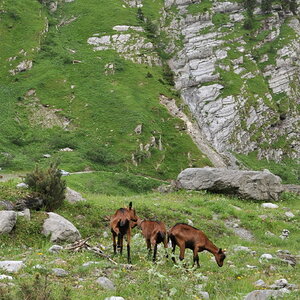Ziegen richtung Alp Jetz ( Sernftal )