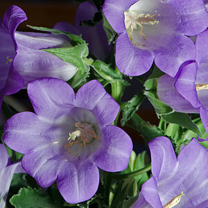 20130303 DSC7703 Campanula
