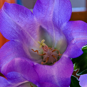 20130303 DSC7699 Campanula