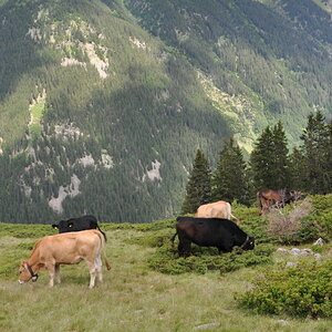 Kühe im Val Sumvitg
