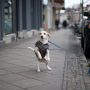 hund