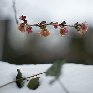 kirschblüte