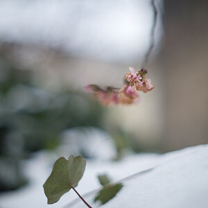 kirschblüte und schnee