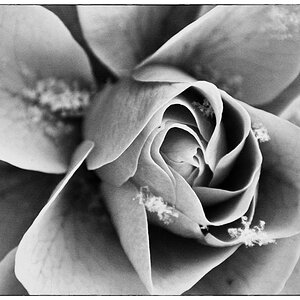 RoseDSC 0792