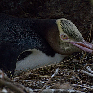 Yelloweye-Pinguin