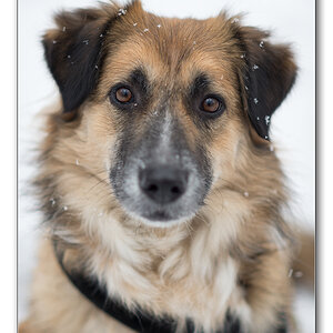 schneehund3
